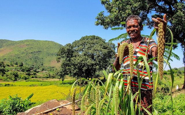 A Man standing in a wide green fertile field holding proudly one of his plants and smiling to the camera in India.