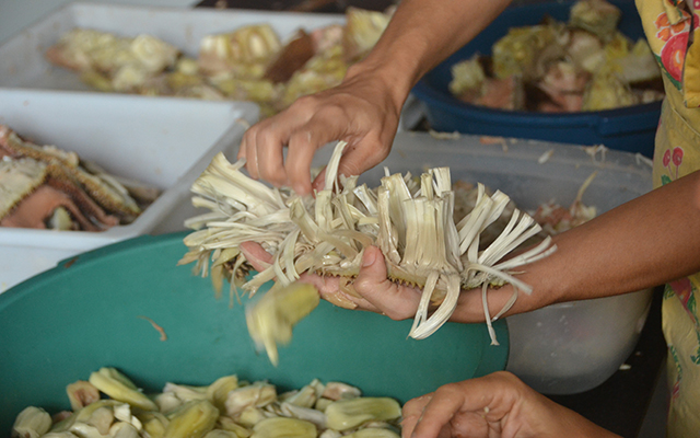 The picture shows a jackfruit cut in half and the hands of a person processing the fruit. 