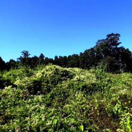 The picture shows a large area of green plants and bushes at the bottom of the picture and a blue, sunny sky in the background.
