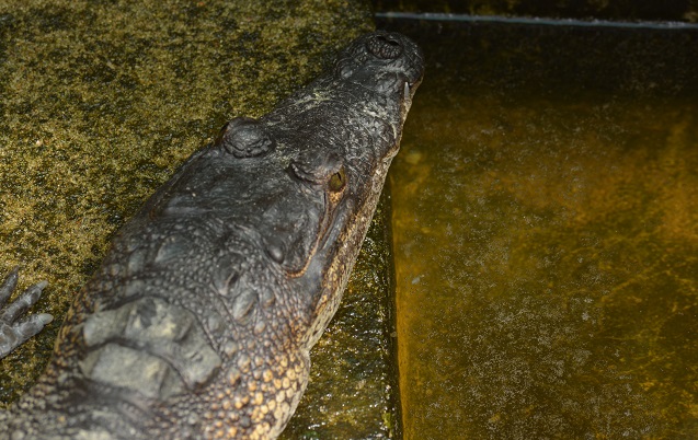 crocodile, Tabasco