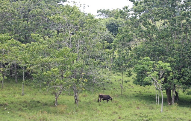 cattle in forest, Chiapas