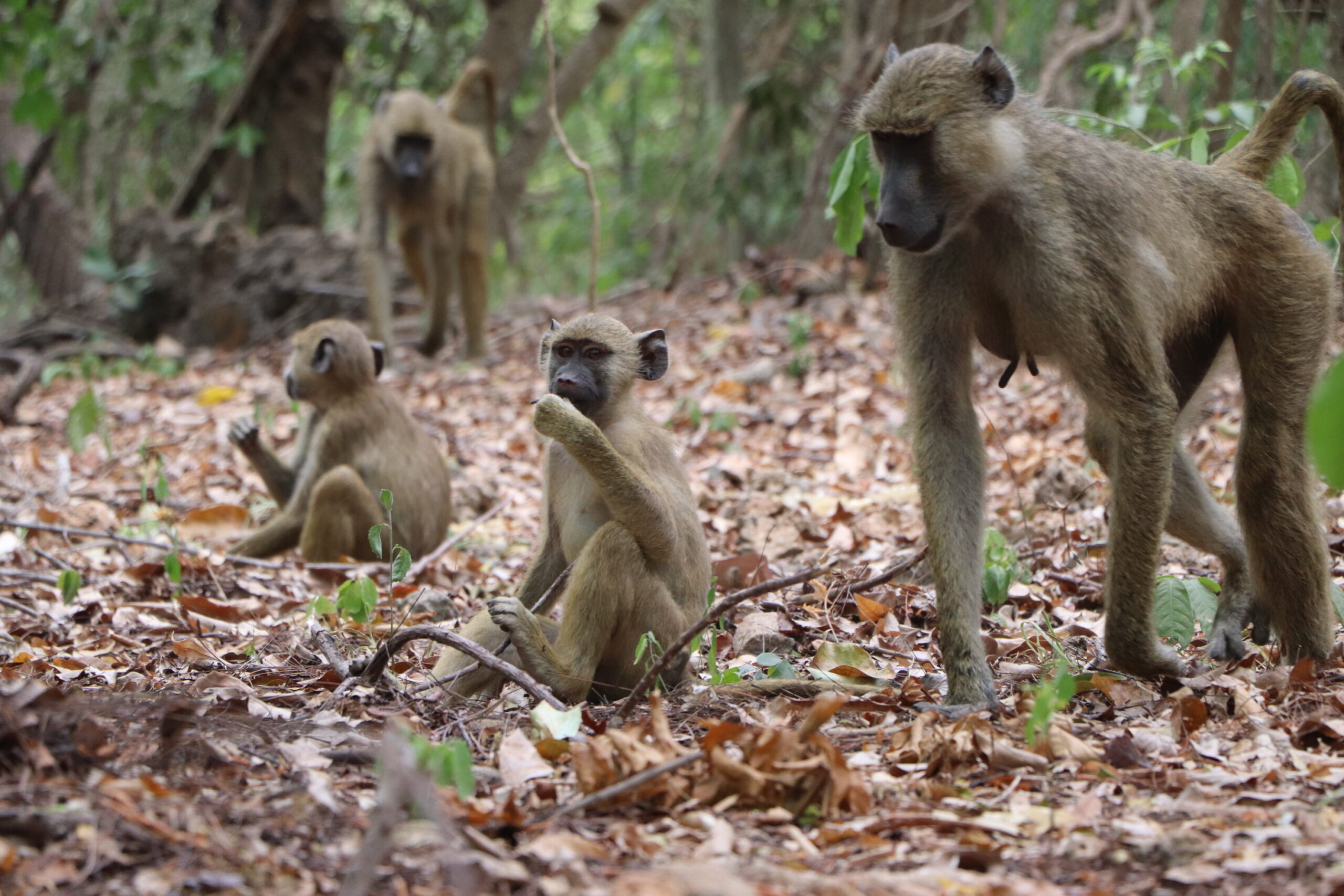 Baboons in coastal forest