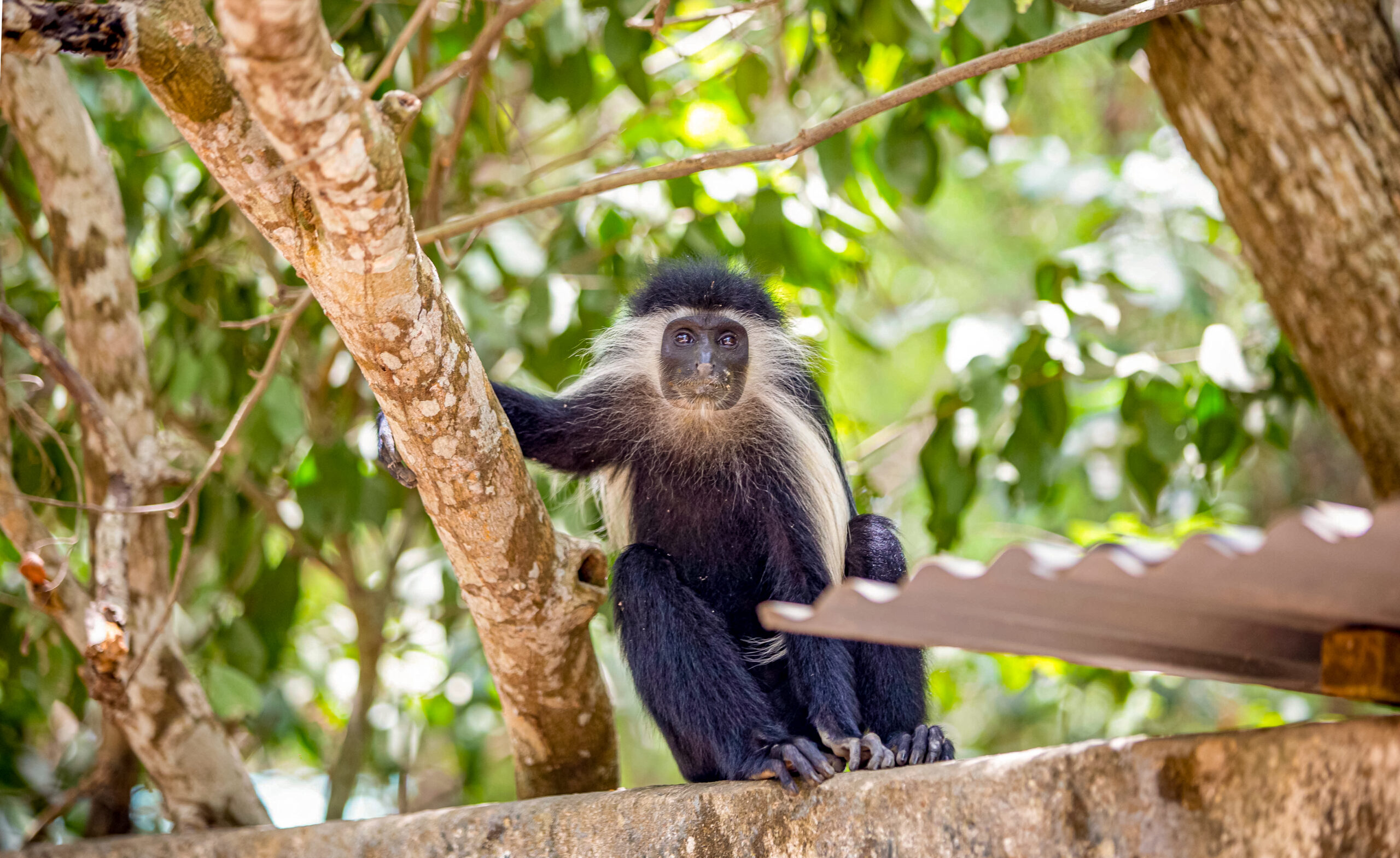 Colobus in forest