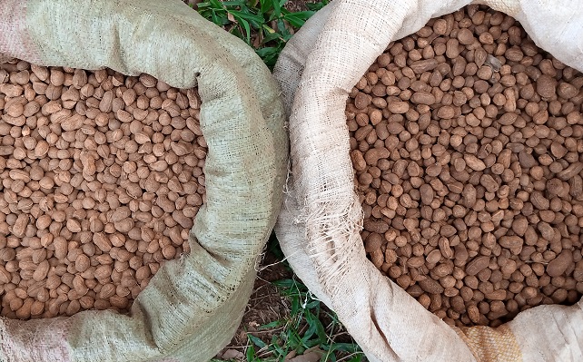 Farmers Harvest of Bambara nut