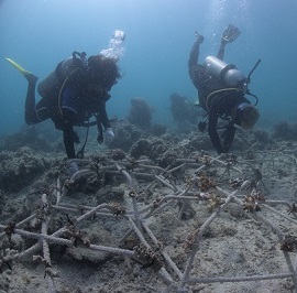 Coral restoration under water