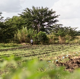 Agricultural land in Tanzania