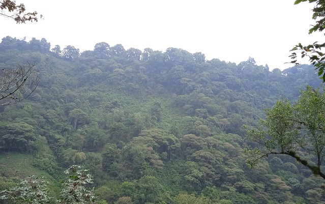 Cloud Forest Veracruz in Tapachapan-Coatepec