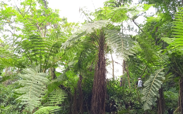 High tree ferns in Coatepec