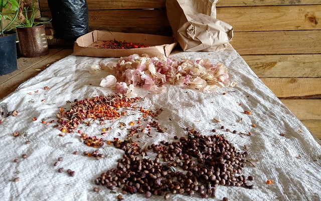 Indigenous seed collection