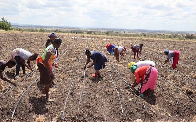 Members of the Kokosho group planting beans