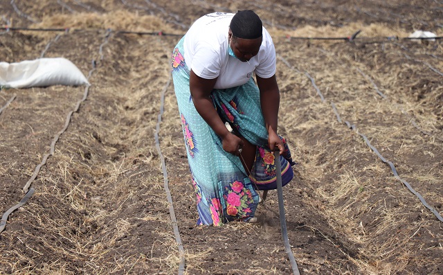 Woman taking part in preparing the land for planting capsicu