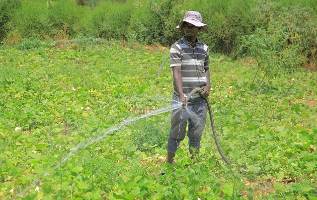 Irrigation of the new seedlings by a man