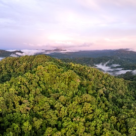 Babatana tropical rainforest landscape