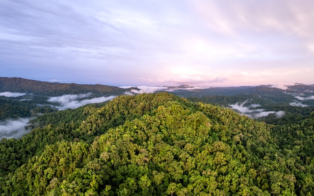 Babatana tropical rainforest landscape
