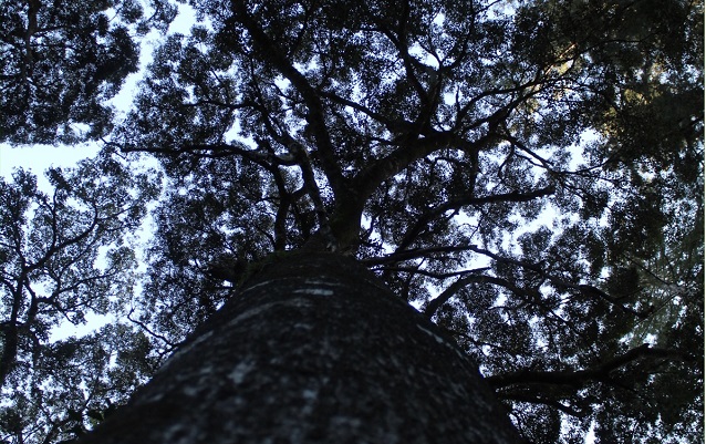 Picture from trees forming crown-shyness