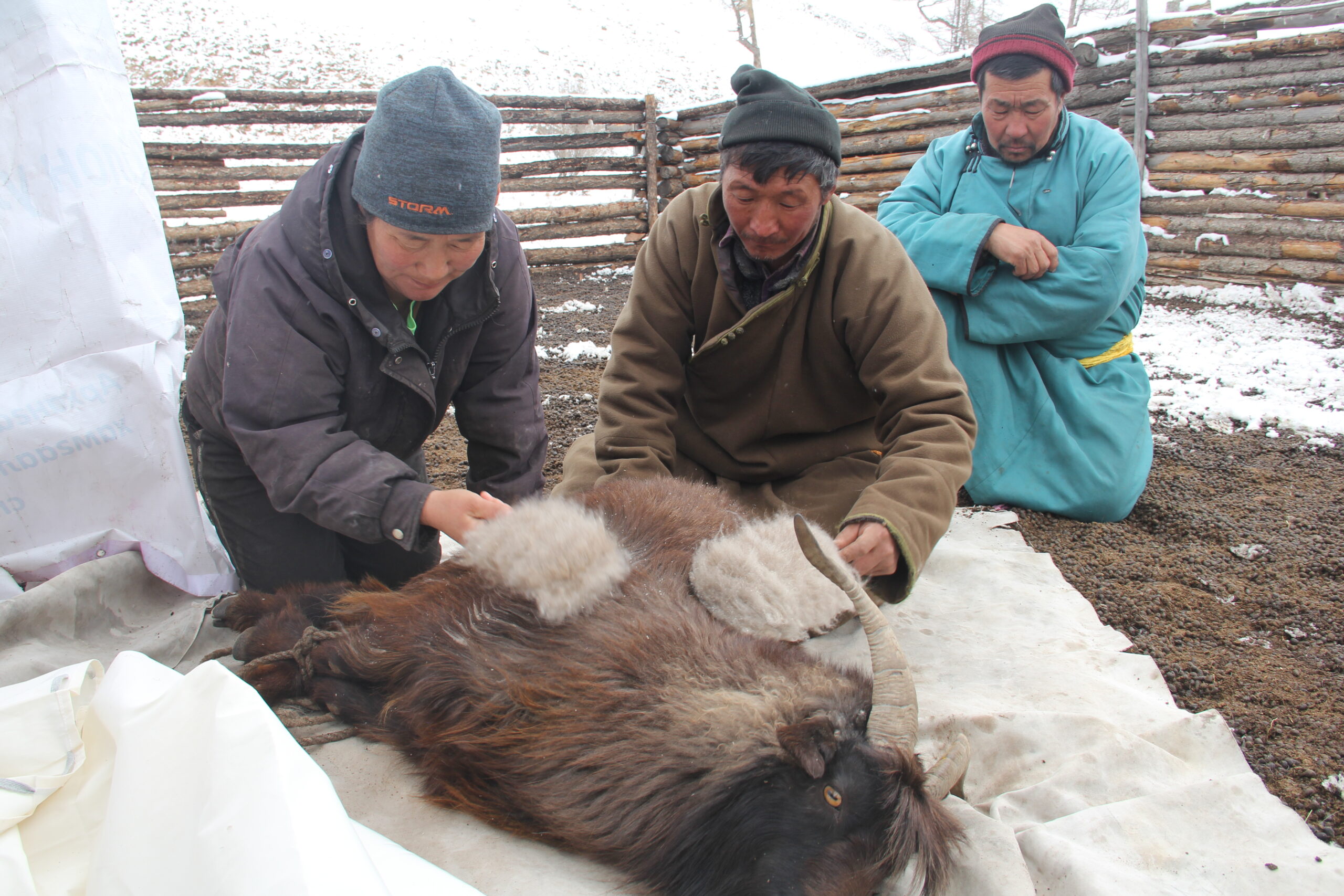 A cashmere goat lying on a sheet. Three men kneeling down to comb the goat.