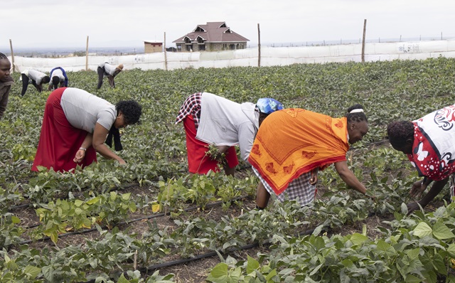 Farmers in the demonstration farm harvesting cowpeas leaves tonbe sold in the market.jpg