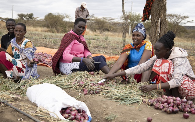 Olkiloriti Women Group Framers sorting onions into different grades for sale in the market..jpg