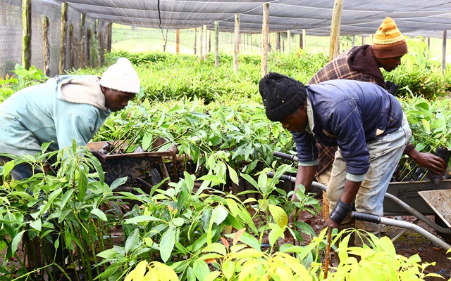 Young Implementing Silvopastoral Systems project participants help with the loading of the seedlings from a KENAFF member tree nursery in Elgeyo Marakwet county