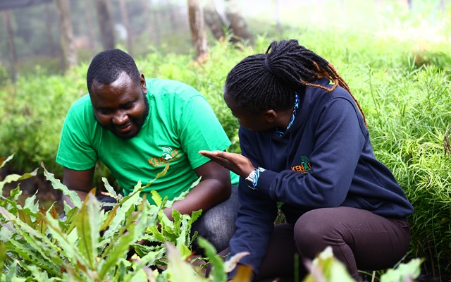 Mr. Owidi and Ms. Awuor (KENAFF) discussing about the macadamia tree seedlings