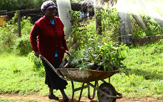 Participating farmer transporting the seedlings to be planted in her own land after a demonstration activity in Elgeyo Marakwet