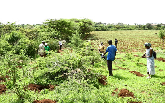 Beneficiary farmers preparing to plant tree seedlings in one of the communal areas offered by the Chebara ATC in Elgeyo Marakwet
