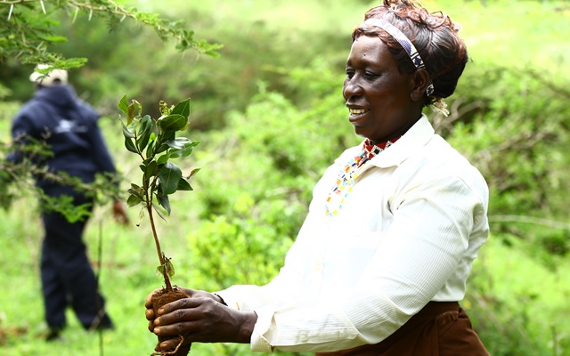 Project participating  farmer holds a tree seedling right after removing the seedling planting bag during a communal planting session