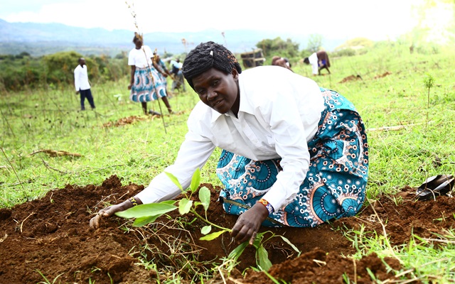 Project participating farmer planting a tree seedling at a public ATC land