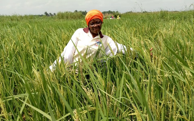 Woman in rice field