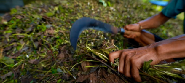 Thorn being turned into bio manure with a machete