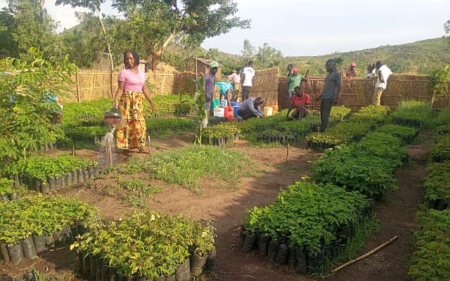 Tree nursery, tending tree seedlings in Nkupu